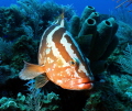   Nassau Grouper ..curious..f8 1125sec iso200 18mm focal length flash ds160 feathered ..curious..f8, curiousf8, curious f8, 1/125sec, 1125sec, 125sec,  